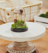 Load image into Gallery viewer, Forest Floor Terrarium Cloche