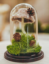 Load image into Gallery viewer, Forest Floor Terrarium Cloche
