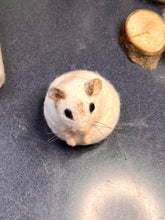 Load image into Gallery viewer, Auka the felted hamster (commissioned piece for Penny Dunn)